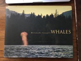 鲸 Whales