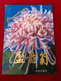 盆栽菊