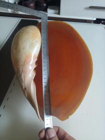 天然大海螺27厘米*20厘米