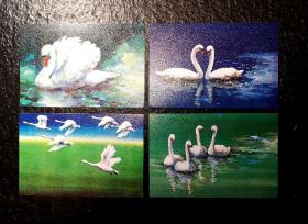中國郵政天鵝繪畫明信片，一套4枚（嬉水、情侶、飛翔、漫游），非常精美，10套合出。