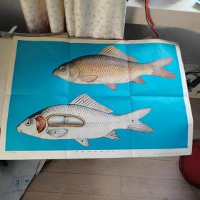 小學課本自然常識第二冊教學掛圖鯉魚