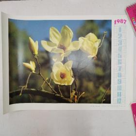 1987年历画  玉兰花（1986年一版一印）