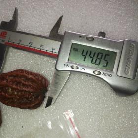 开始变红的东北秋子26