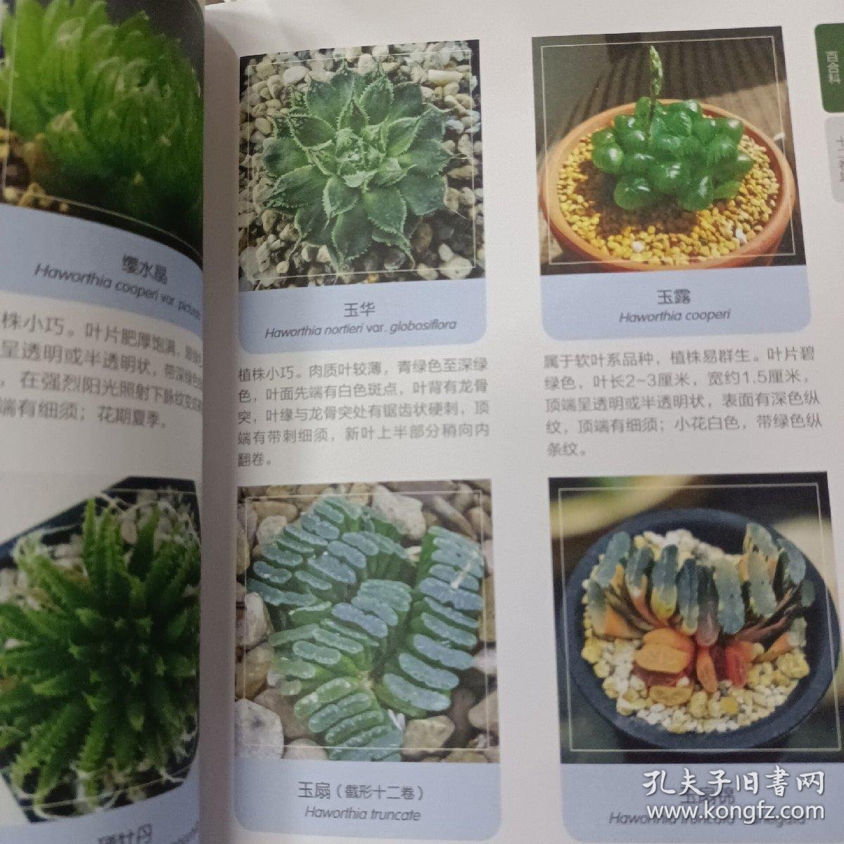 多肉植物品种大全：一次绿色探索之旅
