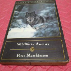 wildlife in america 美国的野生动物