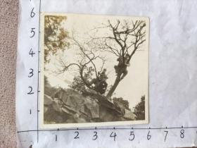 (外交人员相册)民国时期1947年干部与军人爬树合影照片