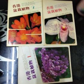香港盆栽植物1-3