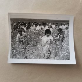 新华社稿王再生摄第3309号1959年八月《黑龙江克东县试种油茶成功》【21】