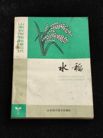山东农作物栽培技术 水稻