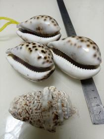 生肖(鼠--龍)浮雕-早期，天然斑點彩海螺4只及