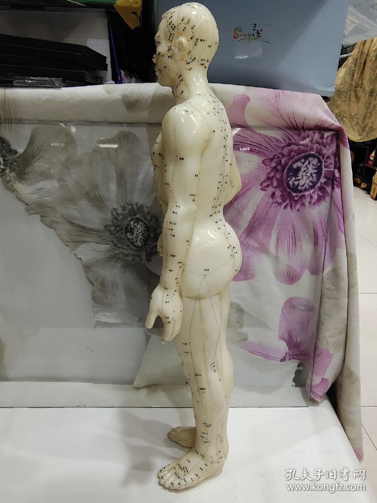 老胶皮针灸人体模型男性高50厘米无底座