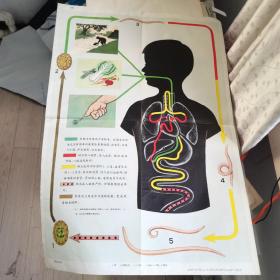 小學課本自然常識第三冊教學掛圖人體保?。ㄏ?蛔蟲的傳播