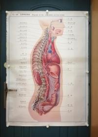 人體解剖掛圖：Ⅵ- 45  交感神經系統