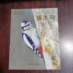 小聪仔·自然——啄木鸟