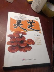 灵芝