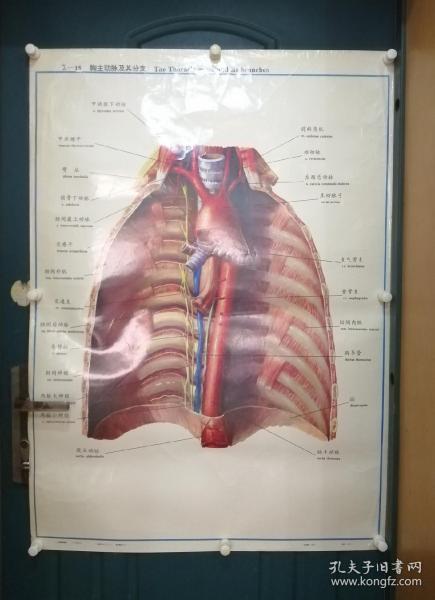 人體解剖掛圖：Ⅸ―15  胸主動脈及其分支