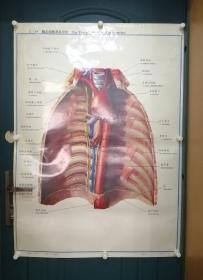人體解剖掛圖：Ⅸ―15  胸主動脈及其分支