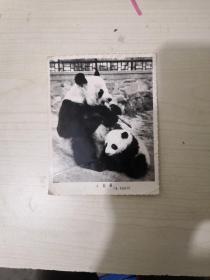大熊猫照片