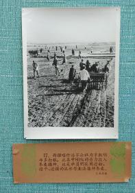 新疆喀什浩罕公社社员们播种冬麦 麻面厚相纸照片长20厘米宽15厘米