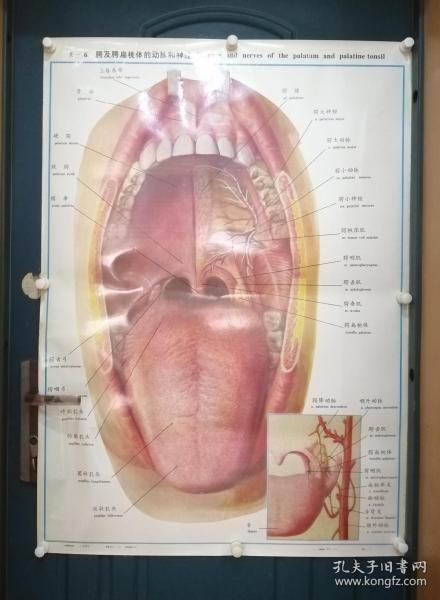 人體解剖掛圖：Ⅸ―6  腭及腭扁桃體的動脈和神經