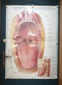 人體解剖掛圖：Ⅸ―6  腭及腭扁桃體的動脈和神經