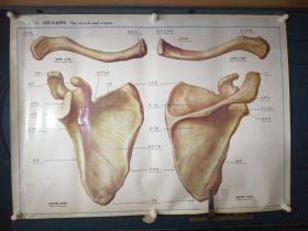 人體解剖掛圖：Ⅰ―13  鎖骨及肩胛骨