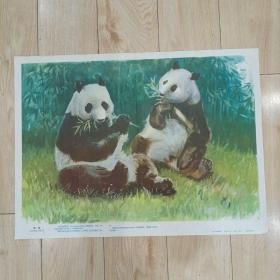 熊猫、〈幼儿认识自然教学图片年画大师 哈琼文作）38X52
