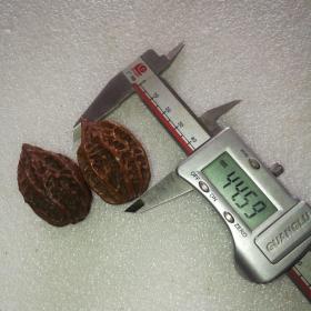 玩红的东北秋子25