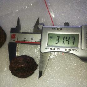 自然变红的东北秋子核桃37