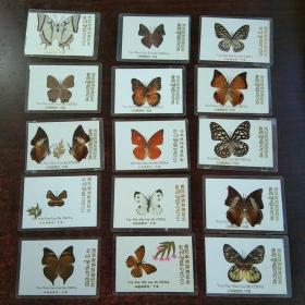 蝴蝶標本  15張合售