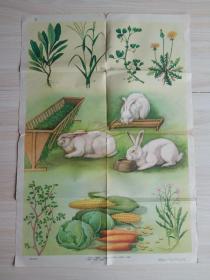 五十年代农业基础知识教学挂图家兔的饲养3