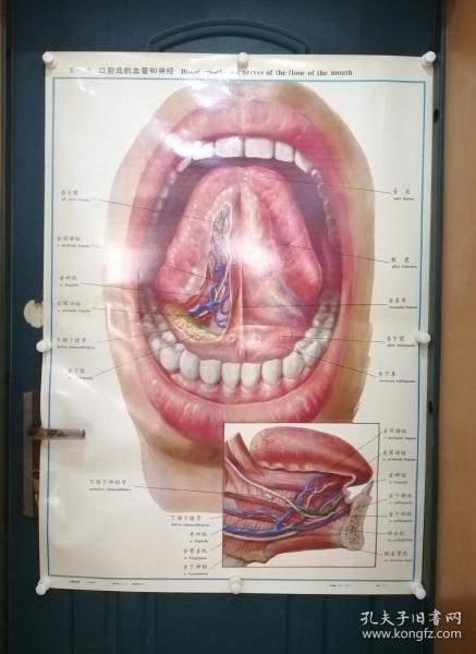 人體解剖掛圖：Ⅸ―7  口腔底的血管和神經
