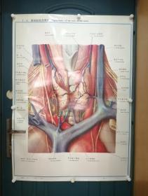人體解剖掛圖：Ⅸ―11  頸根部局部解剖