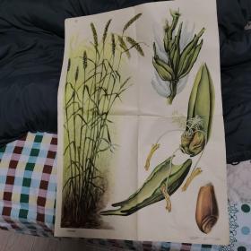 1960年初級中學植物學教學掛圖植物的繁殖第二輯種子繁殖（上）小麥花的構造