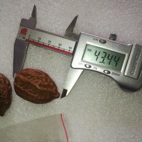 玩红的东北秋子24