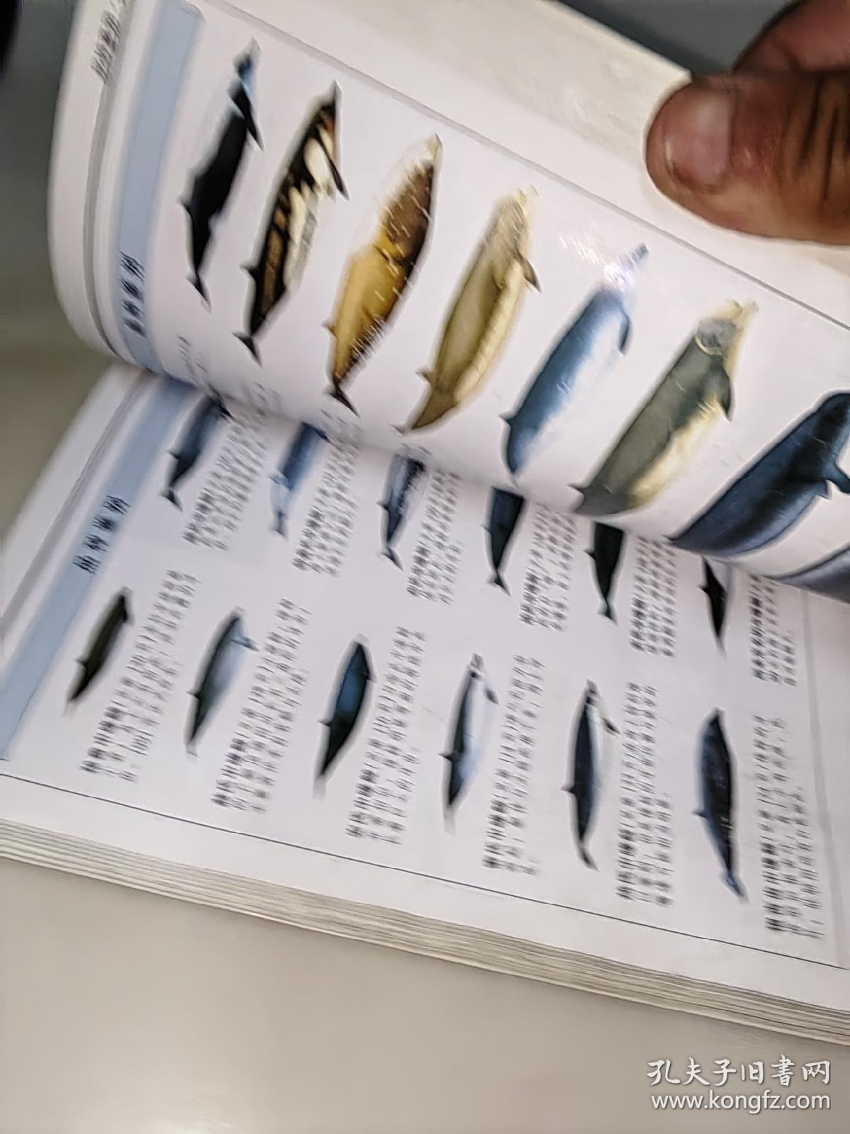 鲸与海豚:全世界79种鲸与海豚的彩色图鉴