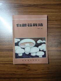 白蘑菇栽培