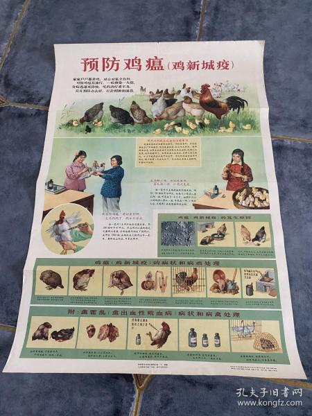 預防雞瘟 雞新城疫 1965年對開尺寸宣傳畫 科學普及出版社出版