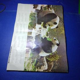 1980年 日历。大熊猫
