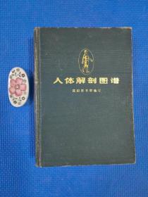 人体解剖图谱