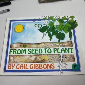 From Seed To Plant