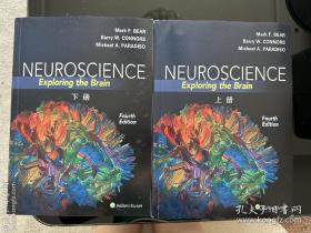 神经科学：探索脑（英文 第四版）