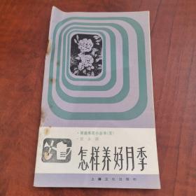 怎樣養好月季