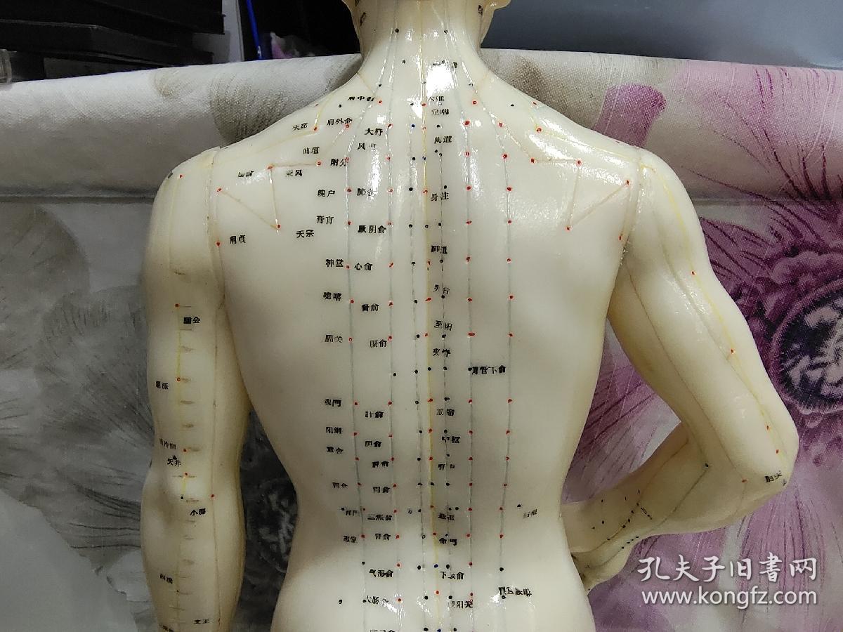 老胶皮针灸人体模型男性高50厘米无底座