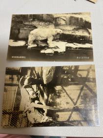 战前日本明信片 照片版 上野恩赐公园动物园 北极熊 大蜥蜴两张