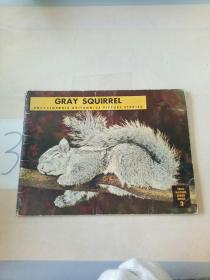 GRAY SQUIRREL(英文原版)(详细书名见图)