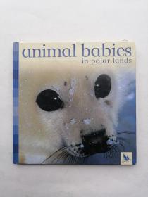 英文原版:Animal Babies in Polar Lands  精装