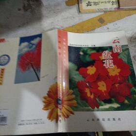 云南盆花