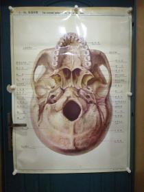 人體解剖掛圖：Ⅰ―10  顱底外面