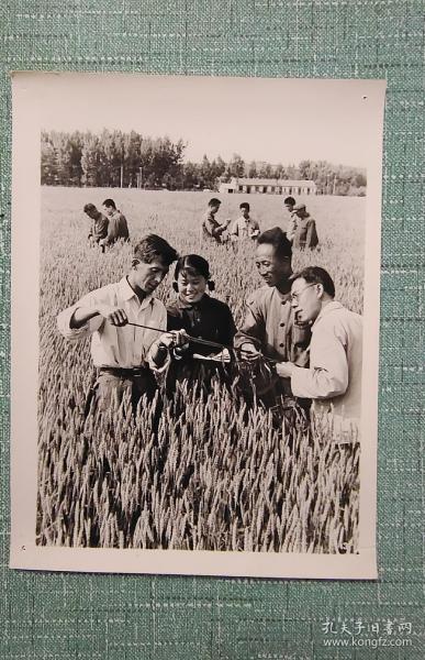 山東省萊陽農業學校的干部，工人和師生在校辦農場小麥豐產田進行科學研究 照片長20厘米寬15厘米